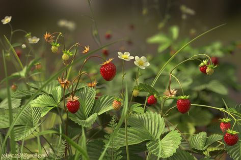 ArtStation - Wild Strawberry Wild Strawberry Plant, Dandelion Wine Ray Bradbury, Strawberry Vines, Strawberry Bush, Strawberry Tree, Strawberry Plant, Strawberry Field, Berry Garden, Cabin Aesthetic