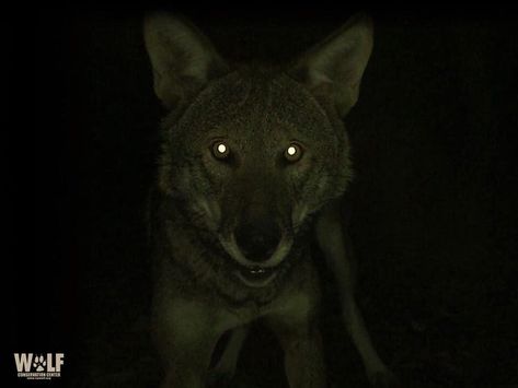 Reflective Eyes Animal, Animal Eyes At Night, Wolves Eyes, Werewolf Core, Werewolf Oc, Tapetum Lucidum, Red Wolves, Wolf Conservation Center, Wolf Eyes