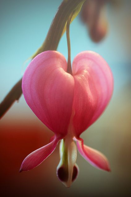 Lamprocapnos Spectabilis, Heart Shaped Flowers, Dicentra Spectabilis, Flowers Heart, God Heals, Orchid Flowers, Unusual Flowers, Heart Flower, Rare Flowers