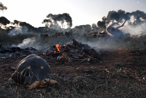 Radiated tortoise in Madagascar with destroyed habitat. As the radiated tortoises are herbivores, grazing constitutes 80-90% of their diets, while they also eat fruits and succulent plants. They are known to graze regularly in the same area and are now endangered because of habitat destruction Radiated Tortoise, Tortoise Care, Desert Tortoise, Habitat Destruction, Stop Animal Cruelty, Endangered Species, Animal Rights, Natural World, Natural Wonders