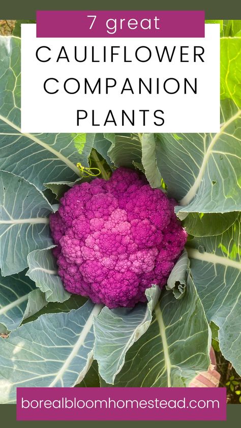 How To Grow Cauliflower From Seed, Cauliflower Companion Plants, Planting Cauliflower, Idaho Garden, Grow Cauliflower, Growing Cauliflower, Beet Plant, Planting Techniques, Vegetable Chart