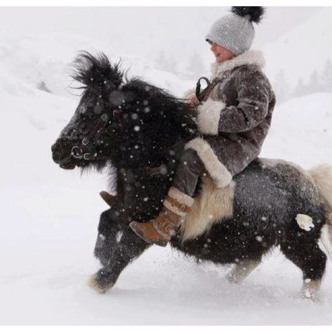 dashing through the snow! this will be my kids some day!!! Horse Snow, Miniature Ponies, Miniature Horses, Stick Horses, Mini Pony, Big Horses, Shetland Pony, Cute Ponies, Pony Rides