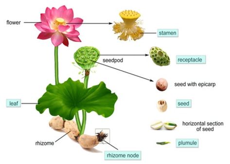 Flower With Roots, Flower Anatomy, Lotus Seeds, Comparative Analysis, Lotus Seed, Lotus Plant, Sacred Lotus, Flower Stamen, Lotus Root