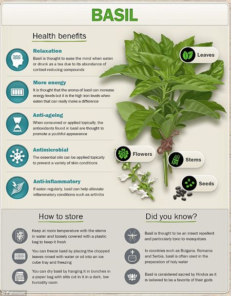 Basil Herb Benefits, Plants With Health Benefits, Rosemary Herb Benefits, Oregano Health Benefits, Worm Wood Herb Benefits, Health Benefits Of, Mullen Herb Benefits, Basil Seeds Benefits, Herbs And Their Benefits