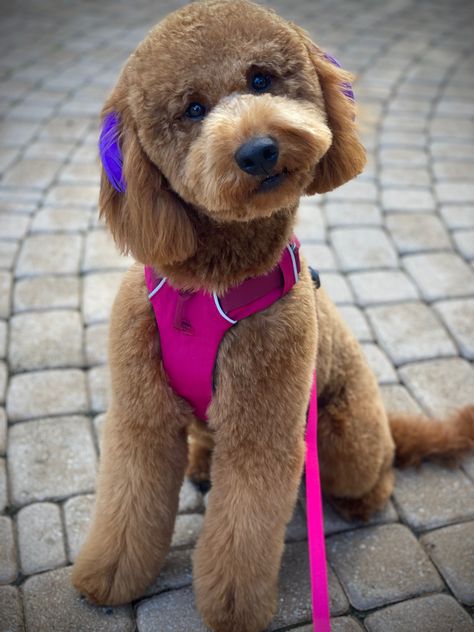 Miniature Golden Doodle Haircut, Golden Doodle Accessories, Mini Golden Doodle Haircut Styles, Golden Doodle Puppy Haircut, Golden Doodle Haircut Styles Teddy Bear, Golden Doodle Summer Haircut, Mini Golden Doodle Haircut, Mini Goldendoodle Haircut, Golden Doodle Haircut Styles