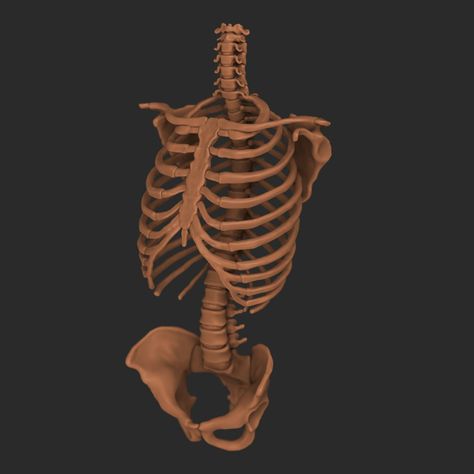 Torso Bones, Posing Skeletons, Human Body Skeleton, Skeleton Study, Slipknot Merch, Skeleton Poses, Body Skeleton, Body Positive Photography, Human Anatomy Reference