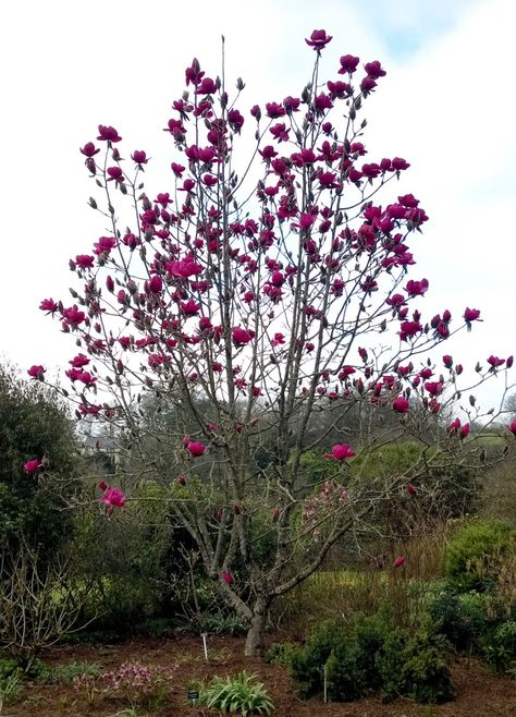 Magnolia Felix Jury | Tikorangi The Jury Garden Specimen Trees, Patio Landscaping, Garden Trees, Front Garden, Image Types, Garden Plants, Written By, Magnolia, Home And Garden