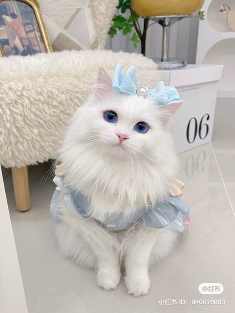 Cat With Dress, Cat With Blue Eyes, Cute Little Kittens, Cute Cat Wallpaper, Cute Cats Photos, White Cats, Cat Aesthetic, Grumpy Cat