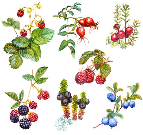 There's no denying our love for raspberries, blueberries, and blackberries, but there's a whole world of berries beyond them worth exploring. The thing is, you probably won't find them at your local grocery store or even the farmers market. This is a guide to berries that are more likely found while foraging for food along roadsides and in your friends' backyards. Akvarel Illustration, Forest Fruits, Scrapbook Clipart, Wild Forest, Niigata, Berry Wreath, Wild Berry, Fruit Art, Botanical Illustration