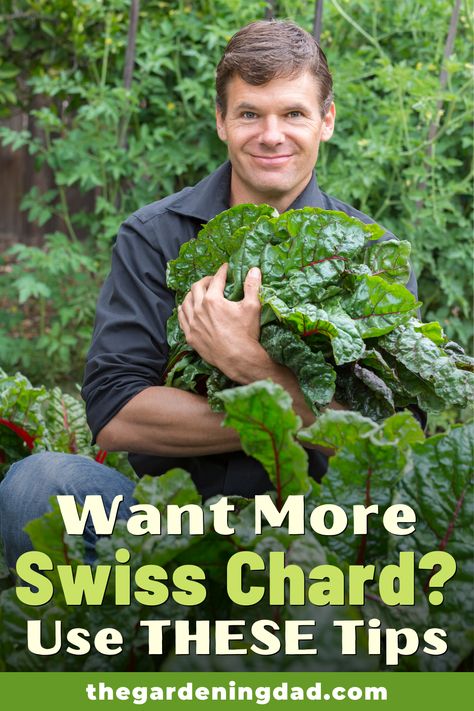 Growing Swiss Chard In Containers, How To Grow Swiss Chard From Seed, How To Grow Swiss Chard, Swiss Chard Garden, When To Harvest Swiss Chard, Swiss Chard Companion Planting, Growing Swiss Chard, Garden Basics, Garden 101