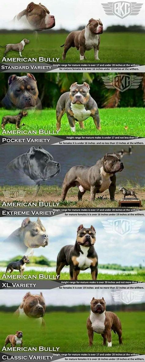 American Bully Classic, American Bully Pocket, Pitbull Dog Puppy, Big Dogs Breeds, Biggest Dog In The World, American Bulldog Puppies, Pitbull Boxer, Puppies Pitbull, Pitbull Dogs