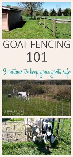 Just starting out on your goat raising journey? Read my tips on my top three goat fencing options to find out what to use when and why. via @SLcountrygal Goat Fencing, Goat Fence, Keeping Goats, Goat Shelter, Goat Pen, Fencing Options, Funny Single, Goat House, Raising Farm Animals