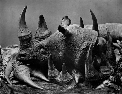 Speak up for Rhinos: Tell Mozambique High Commissioner Mr Carlos dos Santos that as long as his government doesn't deal with poachers, you will not consider travelling to Mozambique. Rhino Poaching, Rhino Horn, Save The Rhino, Species Of Sharks, Save Wildlife, Dr Martin Luther King, The Ugly Truth, Rhinos, Endangered Animals