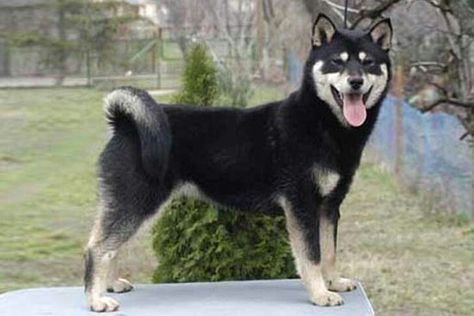 Hokkaido Dog (Hokkaido Inu) or Ainu Dog (Ainu Inu) Hokkaido Dog, Japanese Dog Breeds, Dog Types, Hybrid Animals, Japanese Dog, Every Dog Breed, Akc Breeds, Lots Of Dogs, Tommy Lee Jones