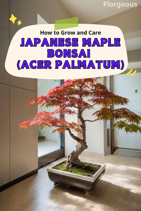 Japanese Maple Bonsai Indoor Japanese Maple, Balcony Trees, Acer Bonsai, Japanese Acer, Bonsai Growing, Red Maple Bonsai, Cherry Blossom Bonsai, Japanese Maple Bonsai, Japanese Red Maple