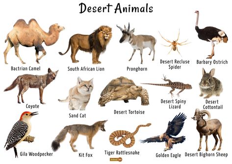 Group Of Animals Pictures, Animals Of The Desert, World Animals, Animals In Desert, Desert Animals And Plants, Desert Biome, Desert Tortoise, Sand Cat, Animal Adaptations