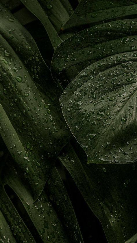 Olive Green Wallpaper Aesthetic, Green Olive Aesthetic, Dark Olive Green Wallpaper, Earthy Green Wallpaper, Plant Background Aesthetic, Muted Green Aesthetic, Earthy Backgrounds, Deep Green Wallpaper, Dark Green Nature