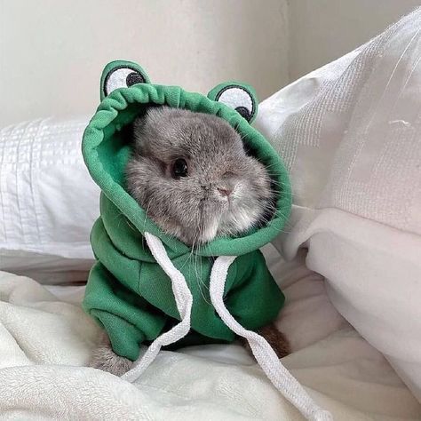 Credit 📸 @bunnydayoff . . . . . . . #rabbits #rabbit #bunny Funny Bunny, Rabbit Lover, Bunny Lovers, Funny Bunnies, Cute Eyes, Cute Rabbit, Tag A Friend, Cute Little Animals, Cute Bunny