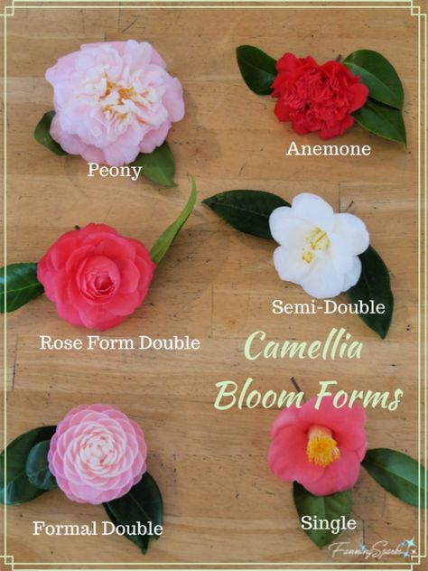 Camellia Flower Types, Camellias In Pots, Camila Flower Tree, Japanese Camilla Flower, Camelia Varieties, Camilia Flower Tree, Camellia Landscaping, Camellia Flower Aesthetic, Camellia Aesthetic