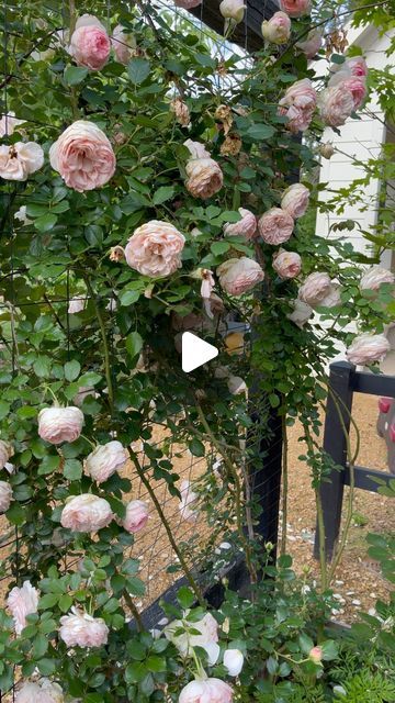 Rose Garden At Home, Eden Roses Climbing, Eden Climbing Rose, Roses Trellis, Rose Garden Ideas, Climbing Roses Trellis, Border Garden, Landscaping With Roses, Eden Rose