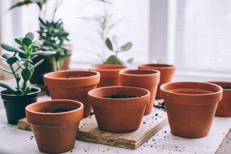 How to Clean Terra-Cotta Pots—an Essential Task for Healthy Plants Entertaining Dinner, Grove Collaborative, Terra Cotta Pots, Clean Pots, Container Gardening Flowers, Wedding Party Planning, Paint Color Palettes, Mold Growth, Holiday Entertaining