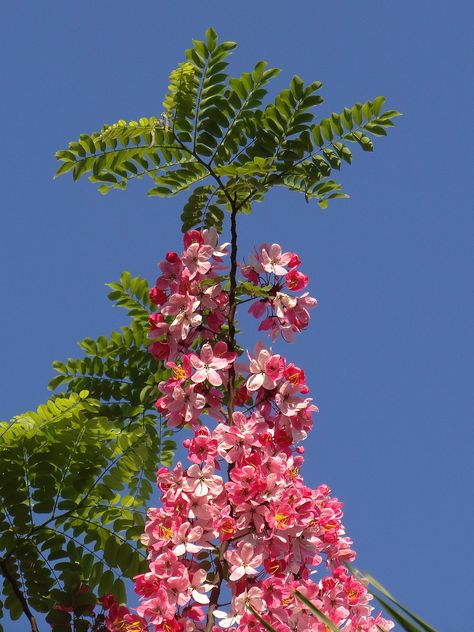 Cassia Javanica Trees, Green And Blue Nature, Flower Garden Images, Lovely Flowers Wallpaper, Nothing But Flowers, Garden Images, Flower Therapy, Beautiful Landscape Wallpaper, Flickr Photos