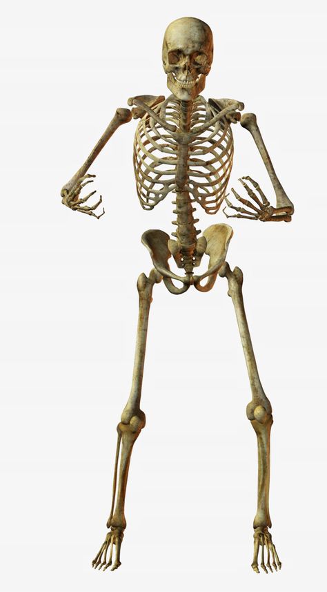 Skeleton Gesture, Skull Open Mouth, Posing Skeletons, Skeleton Transparent, Skeleton Pics, Bone Anatomy, Smiling Skull, Human Skeleton Anatomy, Yellow Png