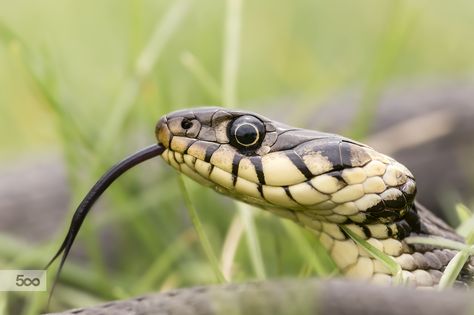 Grass Snake, Snake Photos, Cute Reptiles, Beautiful Snakes, Reptile Snakes, Exotic Pets, 3d Rendering, Amphibians, Reptiles