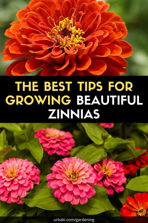 Zinnia Seeds, Zinnia Garden, Zinnia Elegans, Zinnia Flowers, Gardening Flowers, Flower Gardening, Warm Colour Palette, Indoor Flowers, Garden Yard Ideas