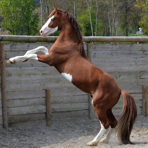 Horse Poses Reference, Filly Horse, Horse Bucking, Horse Poses, Horse Markings, Horse Rearing, Horse Reference, Rearing Horse, Bucking Horse