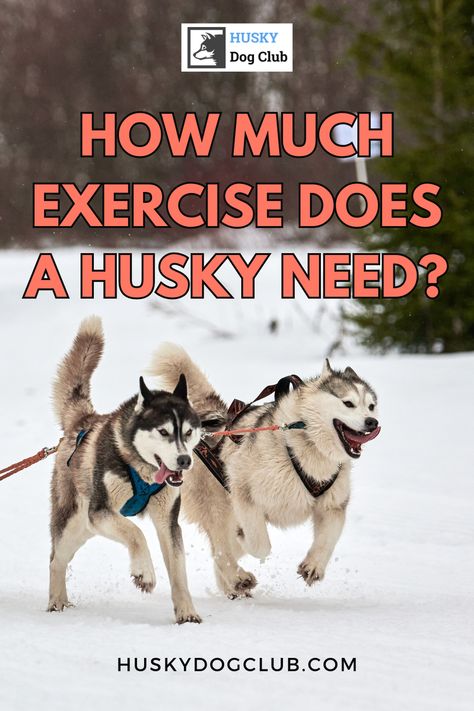 As a breed known for endurance and energy, your husky buddy requires plenty of exercise to stay happy and healthy. Our blog post is dedicated to providing you with tips and tricks to meet your husky's exercise needs, from stimulating walks to engaging playtimes. Discover how much exercise does a husky need to keep them physically fit and mentally stimulated, making every day an adventure. After all, a well-exercised husky is a joyful husky! #HuskyExercise #Husky101 Husky Facts, Husky Training, Dog Club, Husky Mom, Physically Fit, Dog Exercise, My Husky, Agility Training, A Husky