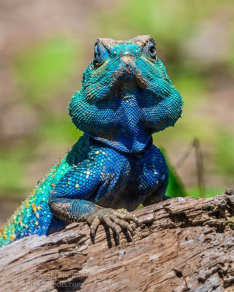 Agama Lizard, Creature Makeup, Colorful Lizards, Southern Rock, Lizards, Creature Design, Reptiles, Instagram A, Art Ideas