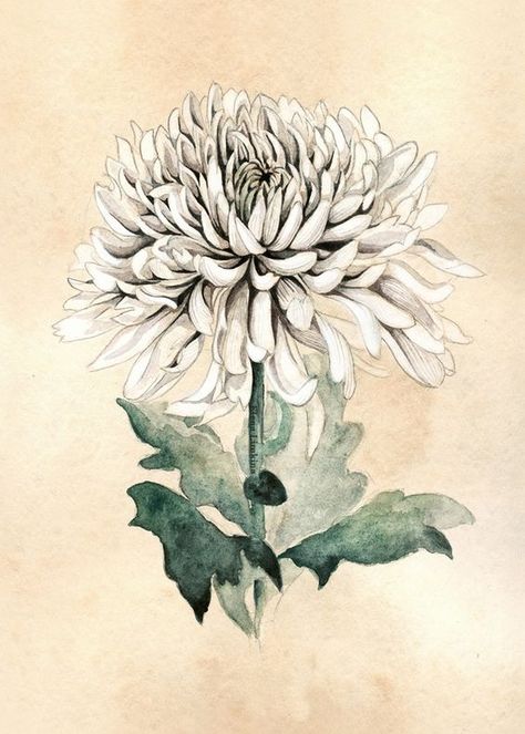 Image of White chrysanthemum                                                                                                                                                     More Chrysanthemum Flower Drawing, Chrysanthemum Flower Tattoo, Tattoo Son, Chrysanthemum Tattoo, White Chrysanthemum, Marquesan Tattoos, Art Chinois, Birth Flower Tattoos, Flower Sketches