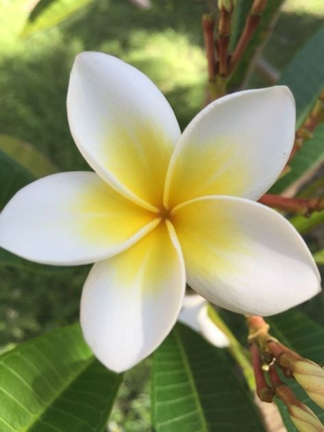 Fragipanni Flower, Jasmine Flor, Plumarias Flower, Fiori Frangipani, Frangipani Tattoo, Tropical Plumeria, Plumeria Tattoo, Image Zen, Frangipani Flower