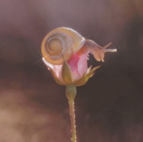 Pretty Animals Aesthetic, Slugs Aesthetic, Snail Pfp, Slug Aesthetic, Aesthetic Snail, Snail Aesthetic, Snail Wallpaper, Snail Cute, Baby Snail