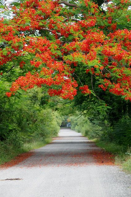 Flamboyant Tree | Vieques, PR | sarowen | Flickr Flamboyan Tree, Flamboyant Tree, Puerto Rico Pictures, Blur Background Photography, Beautiful Roads, Dslr Background Images, Unique Trees, Colorful Trees, Nature Garden