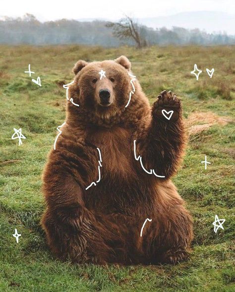 Cute, bear, brown bear, adorable, animal doodles, animals, lover, animal lover, therians Real Bear Aesthetic, Mama Bear Aesthetic, Aesthetic Bear Pfp, Bear Pfp Cute, Brown Bear Icon, Grizzly Bear Aesthetic, Bear Astethic, Bear Body Type, Cute Bear Pfp