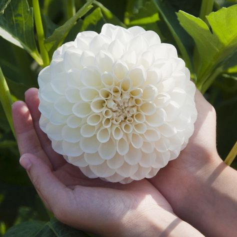 Dahlia week continues! While the "dinner plate" varieties can get a lot of attention, we love the mesmerizing petal structure of "ball"… Ball Dahlia, Flower Dahlia, Elevated Gardening, American Meadows, Making Plant Pots, Growing Dahlias, How To Attract Hummingbirds, Attract Butterflies, Late Fall