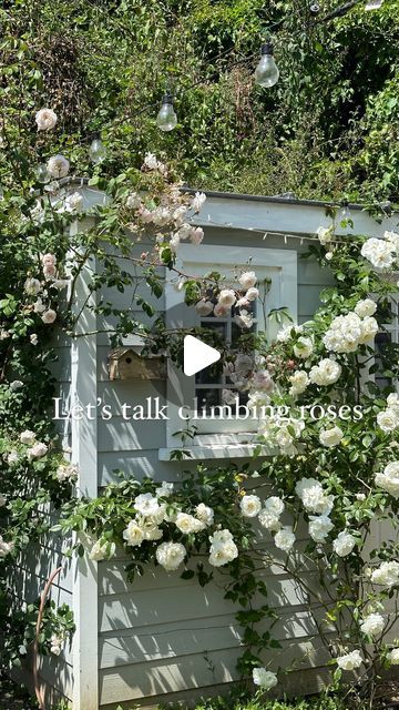 Serena Young on Instagram: "Let’s talk roses! I have these two beauties on my ‘she shed’! Firstly the delicate pink and beautifully scented @david_austin_roses Albrighton Rambler and then their gorgeous white Iceberg, both flower throughout the summer too and are quick to grow, what’s not to love! I have a number of @david_austin_roses in my garden, absolutely love them and so many with incredible fragrances, can’t wait to see them all bloom this year, some trying already, buds are forming! In other news my Mum’s little veg trug is now planted up, we put in cherry tomatoes, lettuces, radishes and strawberries, she is so chuffed! Happy Wednesday folks 😁" The Albrighton Rambler Rose, Albrighton Rambler Rose, Veg Trug, Iceberg Roses, David Austin Roses, David Austin, Radishes, She Shed, Happy Wednesday