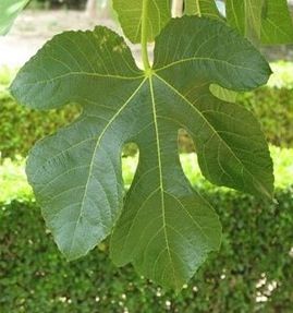 If memory serves, I got this unique recipe from a friend back home.  We have a huge fig tree in our front garden so it seemed only apt to have a Fig Leaf Liqueur recipe to go with it.  Sadly this i… Fig Liqueur, Fig Leaf Tea, Fruit Drinks Alcohol, Fig Leaf Tree, Wine Recipes Drink, Fig Tree Plant, Fiddle Leaf Fig Care, Homemade Liquor, Liquor Recipes