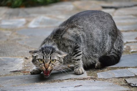 Defensive Cat Pose, Cat Prowling Reference, Cat Threatening, Cat Rubbing Against Leg, Cats Walking Together, Cat Pose Reference Photos, Cat Poses Reference, Cat Snarling, Dynamic Cat Poses