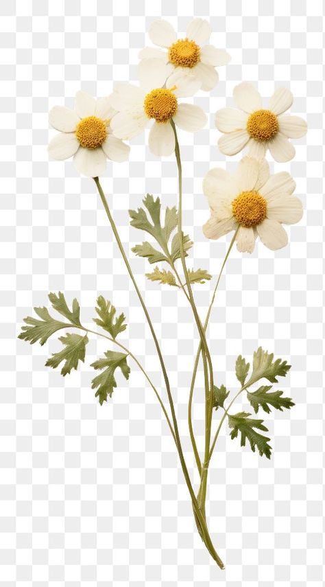 Feverfew Flower, Dried Flowers Png, Graphic Design University, Graphic Design School, Graphic Design Assets, Flowers Png, Dry Plants, Graphic Design Fonts, Flower Vintage