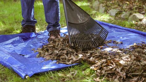 You don't have to dread raking leaves. This #lifehack makes the chore much easier. #diy #cleaning Homemade Drain Cleaner, Seasonal Gardening, Raking Leaves, Fall Clean Up, Diy Leaves, Fall Vegetables, Garden Help, Magnolia Leaves, Fallen Leaves