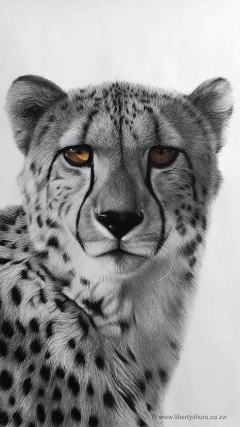 Cheetah Pictures, Cheetah Drawing, Cheetah Tattoo, Leopard Drawing, Jesus Art Drawing, Big Cat Tattoo, Africa Tattoos, Royal Animals, Cheetah Face