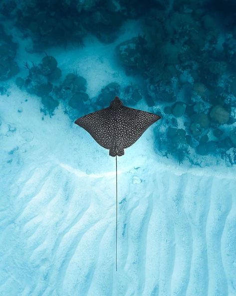 Stingray Photography, Aesthetic Marine Life, Surfer Room Decor, Sea Resin Art, Spotted Stingray, Surfer Room, Stingray Tattoo, Spotted Eagle Ray, Eagle Ray