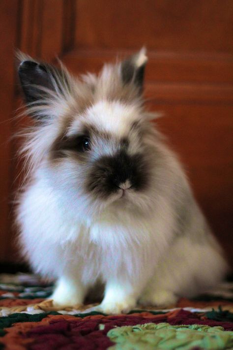 Lionhead Bunny Haircut, Bunny Lionhead, Florida White Rabbit, Bunny Drawings, Lionhead Bunny, Special Animals, Cutest Bunny Ever, Lionhead Rabbit, Rabbit Hunting