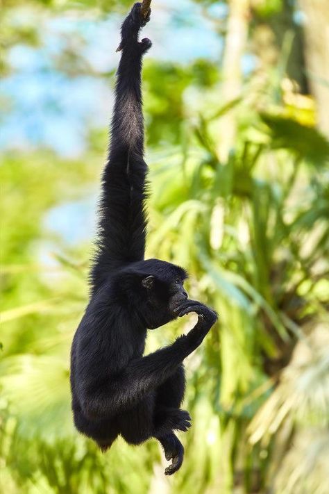 Siamang Gibbon (Sympalangus syndactylus) / Siamang / Image by Pasha Ivaniushko (sensat) from 500px Tropical Animals, Animal Study, Primates, Creature Design, Professional Photographer, Pet Portraits, National Parks, Photographer, Animals