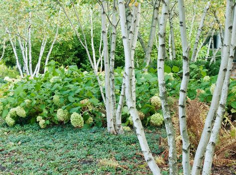 River Birch Trees Landscape, Birch Trees Garden, River Birch Trees, Birch Trees Landscaping, Willow Tree Wedding, River Birch, White Birch Trees, Hillside Garden, Front Landscaping