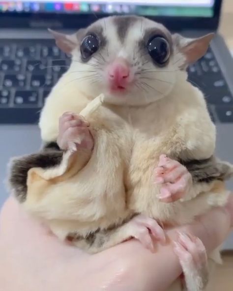 Curious Animals, Sugar Glider Pet, Baby Animal Videos, Random Videos, Sugar Glider, Animal Projects, Funny Animal Memes, Cute Animal Photos, Animal Videos