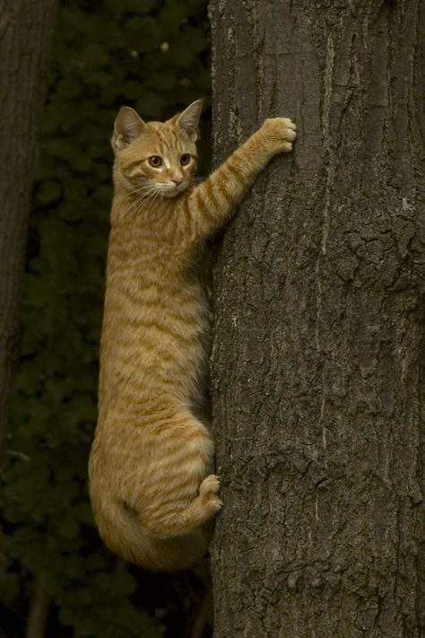 Climbing kitty Fun Facts About Cats, Cat Climbing Tree, Tabby Cats, Orange Tabby Cats, Ginger Cat, Cat Climbing, Orange Cats, Yellow Cat, Orange Tabby